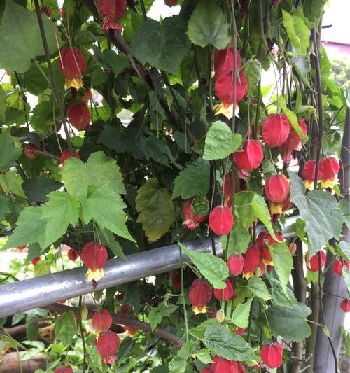 灯笼花的花期和生长习性（了解灯笼花）