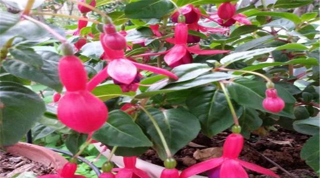 灯笼花修剪全攻略（技巧、时间和频率）