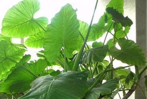 滴水观音的块茎繁殖与种植方法（掌握关键步骤）