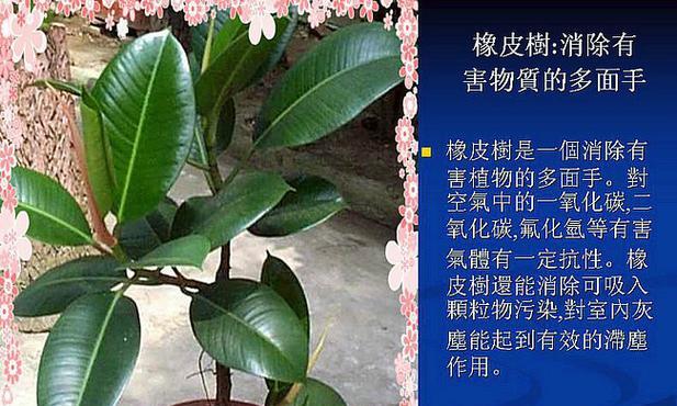 电脑宝贝的养殖方法与注意事项（如何科学养殖电脑宝贝）