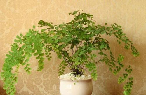 电脑宝贝的最爱——喜阳光的植物(打造一个充满活力的办公环境)