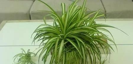 吊兰花肥制作与使用方法（自己动手）