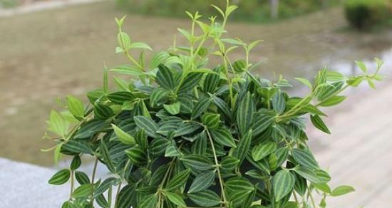 吊兰族群大盘点