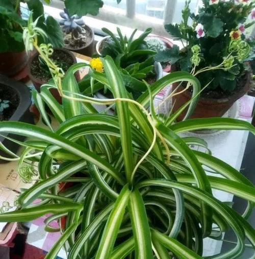 如何拯救烂掉的牡丹吊兰（室内植物保护的秘诀与方法）