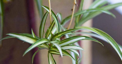 如何在家里养金鱼吊兰（家庭种植技巧与注意事项）