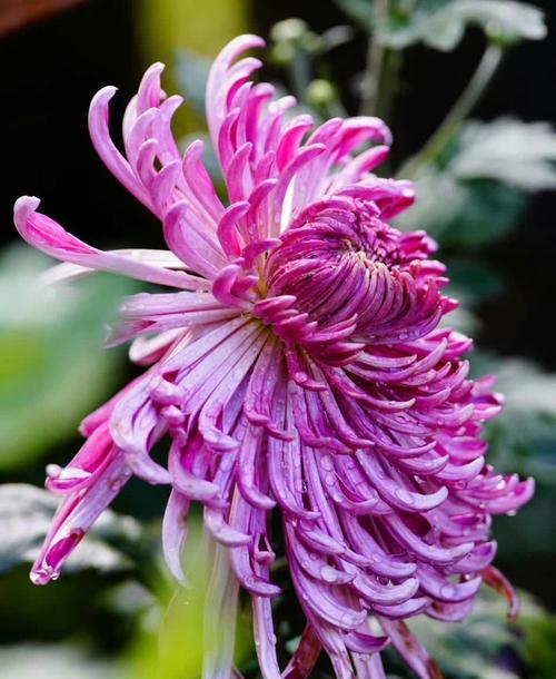 蝶恋花花语及其深刻含义(蝶恋花所代表的情感)