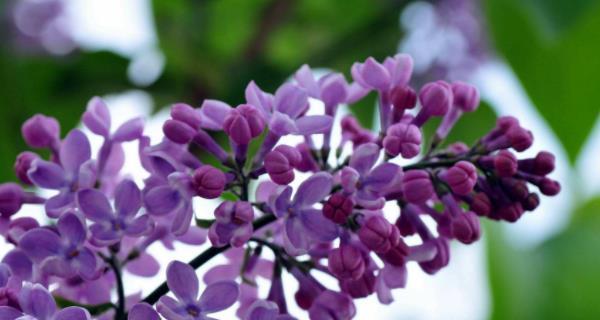 丁香花期全解析（了解丁香花开时间）
