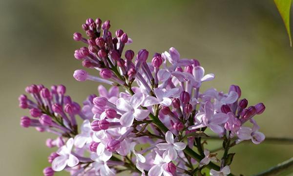 探寻丁香花的花语（解读丁香花的隐藏信息）