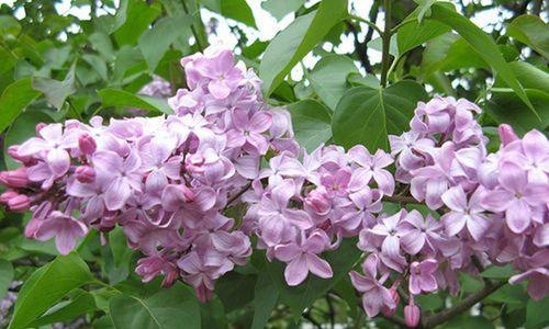 丁香花的种植与养护（从花盆到花园）