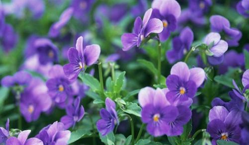 丁香花的适宜生长环境和冬季防寒措施(丁香花怕冷吗)