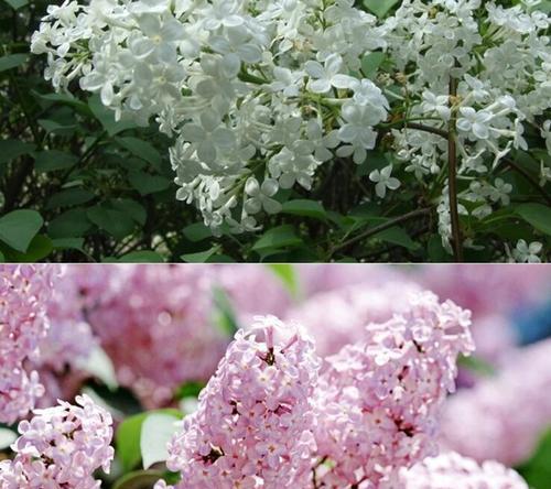 如何正确地栽种丁香花(栽种丁香花的时间)