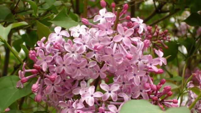 如何在室内养护丁香花（室内养护丁香花的小技巧）