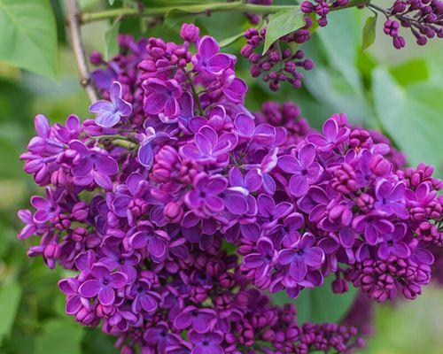 丁香花的四季绽放（一年四季丁香花的美丽盛宴）