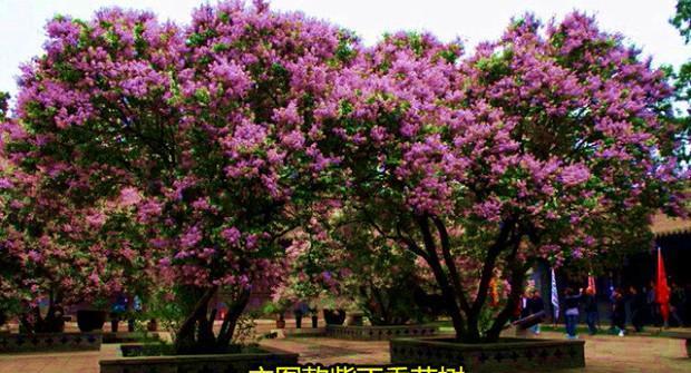 丁香花叶病的防治方法(预防丁香花叶病的关键措施)
