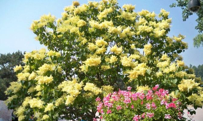 丁香树在家庭院落种植的方法和注意事项（丁香花之美）