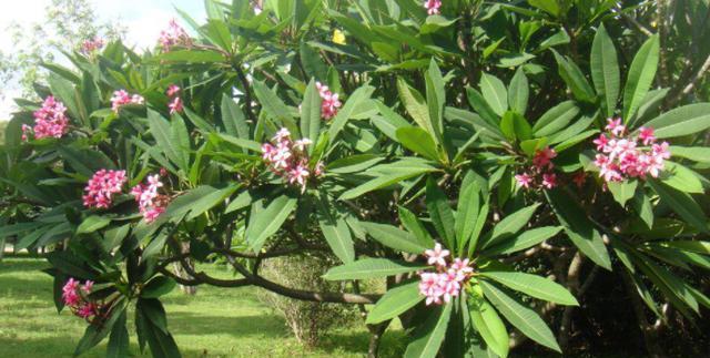 东莞适合种什么花（探究东莞气候条件下适宜种植的花卉品种）