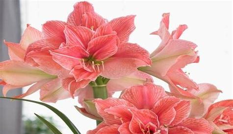 冬季盛开的花——寒冬中的花海（探寻冬天中的花海）
