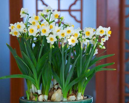 冬季开花的花卉盛宴（让寒冷的季节也绽放美丽/冬季开花/花卉）