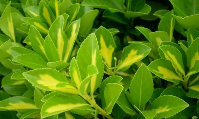 冬季植物的美丽与生命力（寒冬中的绿色希望）