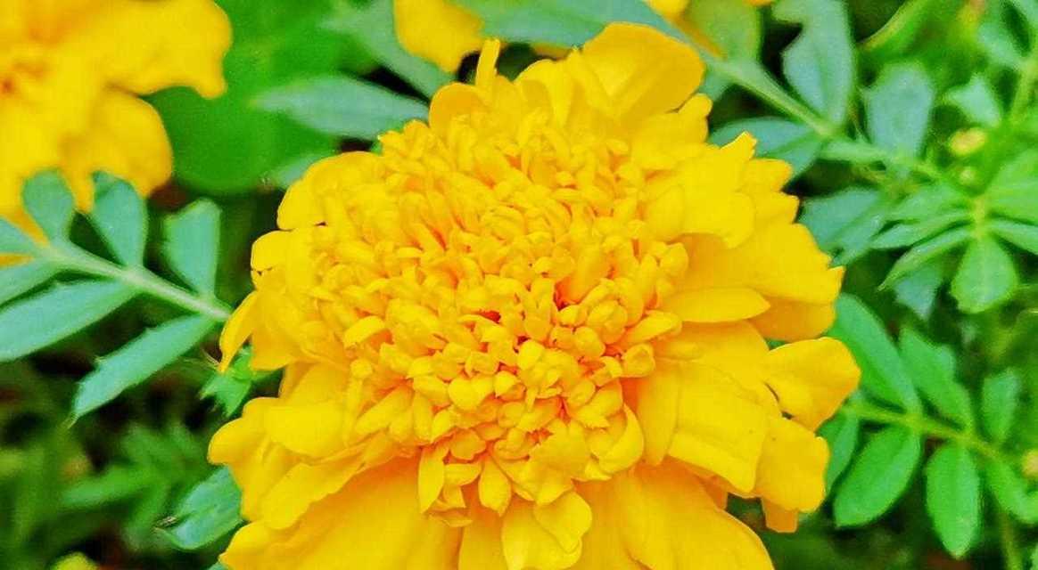 万寿菊花语（万寿菊花语解读及传承的文化内涵）