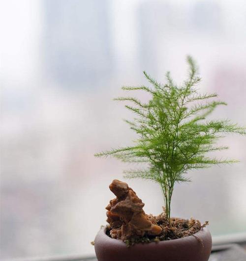 文竹风水及寓意解读（从风水角度看文竹的象征意义）
