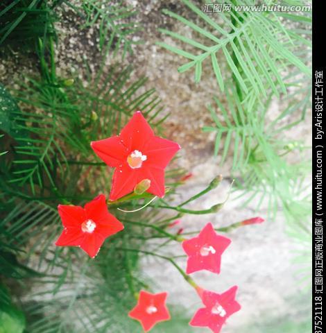五角星花（揭秘五角星花的寓意与魅力）