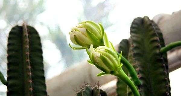 仙人掌的隐藏花语（解读仙人掌的神秘语言）