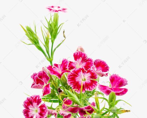 相思梅花开，寄意千般情（相思梅的花语及寓意深意）