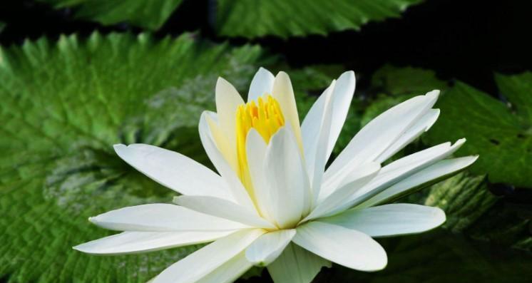 香槟睡莲的花语及意义（揭示香槟睡莲背后的情感和象征）