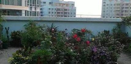 楼顶绿化，适宜种植的植物有哪些（打造城市绿色宝地）
