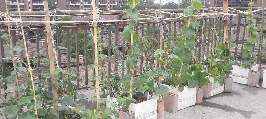 在楼顶种什么蔬菜最好（探索城市农业的新选择）