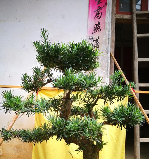 楼顶绿化，选择适合种植的树种（探究楼顶种植树木的重要性和方法）