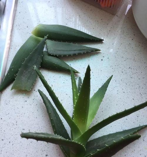 芦荟断头怎么栽种（芦荟头断了还能栽培吗）