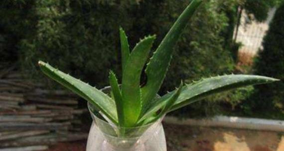 芦荟养护秘籍(掌握浇水频率)