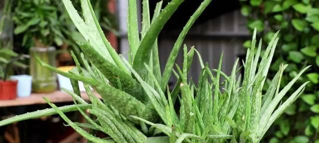 芦荟水分管理全解析（春夏秋冬）