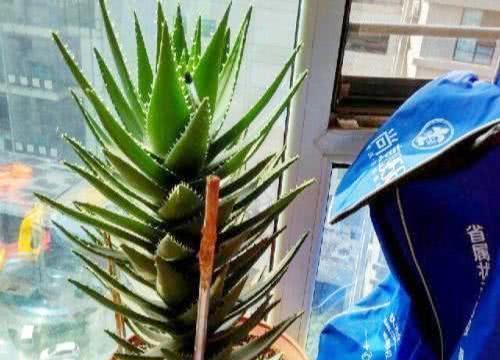 芦荟肥料指南-浇什么肥最好（了解芦荟的生长特点）