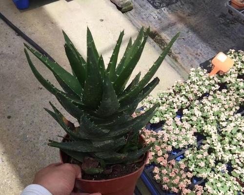 芦荟科植物的分类与特性（从芦荟到龟背竹）