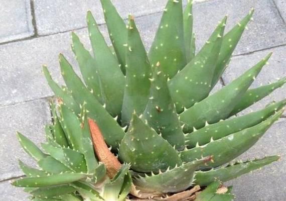 芦荟烂根处理方法大全(治疗芦荟烂根的10种有效方法)