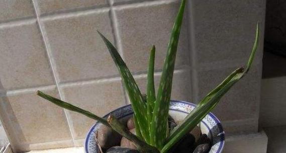 芦荟没根能活吗（无根芦荟的栽培技巧与注意事项）