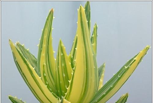 芦荟的生长环境和适应性剖析（热带地区的特殊植物和生物多样性保护）