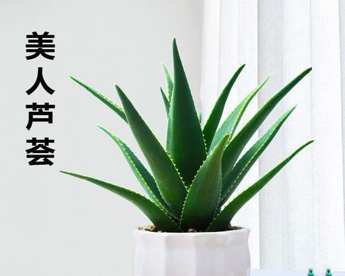 探秘芦荟的味道（揭开神奇植物的口感之谜）