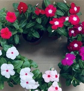 长春花是一种草本植物还是木本植物（探究长春花的植物性质及生长特点）