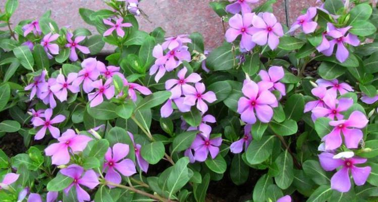 如何种植长春花种子（从选种到成长）