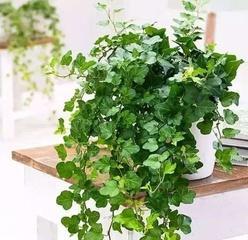长春藤的种植方式（如何选择最适合你的种植方式）