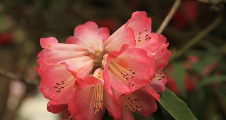 红色杜鹃花(探索红色杜鹃花的美丽与内涵)