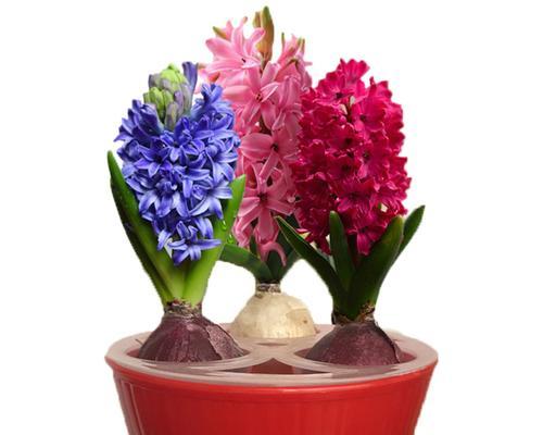 粉色风信子花语（揭秘粉色风信子的花语和寓意）