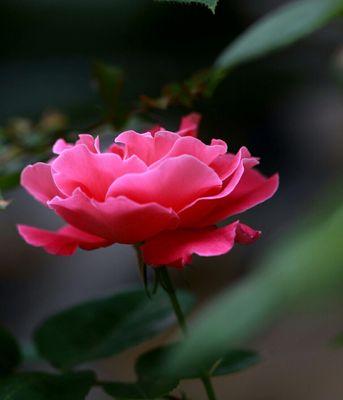 红色月季花语(用红色月季解读真挚的情感)