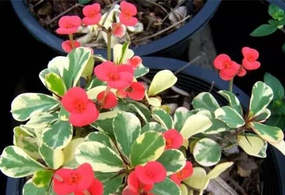虎刺梅花的寓意及其重要性（虎刺梅花的象征意义与文化传承）