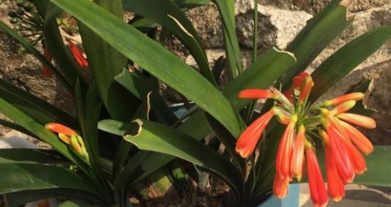 花语传说（揭秘雁来红花的花语及其深刻寓意）