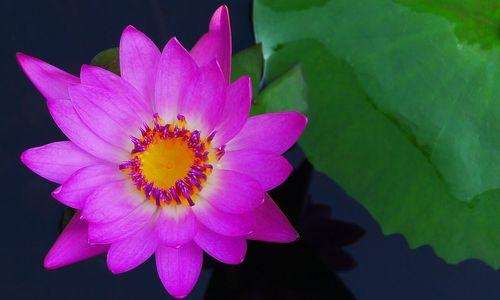 黄金莲花的神秘寓意（探秘黄金莲花的象征意义与文化价值）
